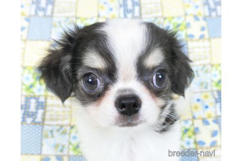 成約済の千葉県のチワワ(ロングコート)-153284の10枚目